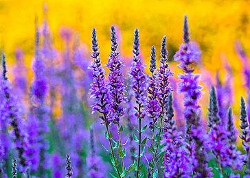 《邪恶天才2》再次输出邪恶、称霸世界！广受好评的反派模拟游戏今年内再度登场